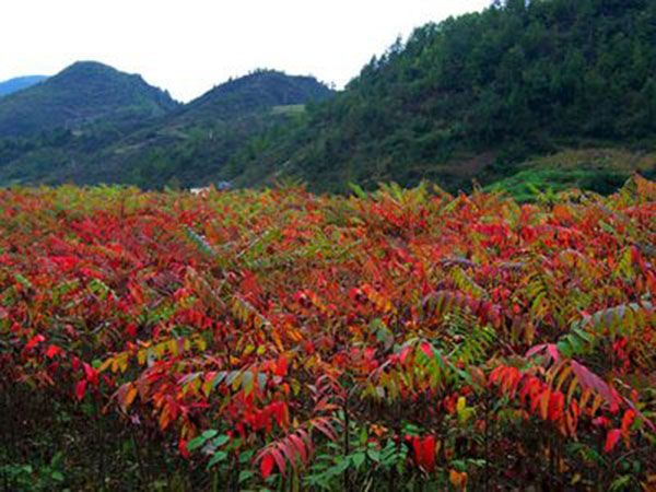 火炬苗批發(fā)