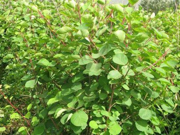 黃櫨樹苗
