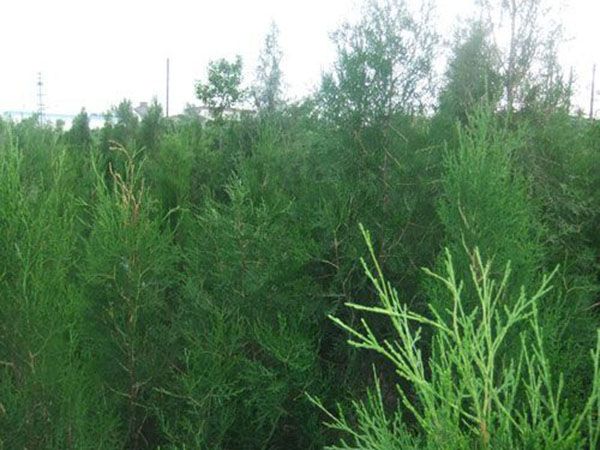 側(cè)柏苗種植基地